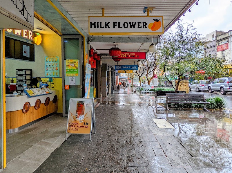 Milk Flower Ashfield